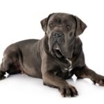 Cane Corso 1