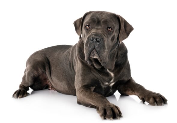 Cane Corso 1