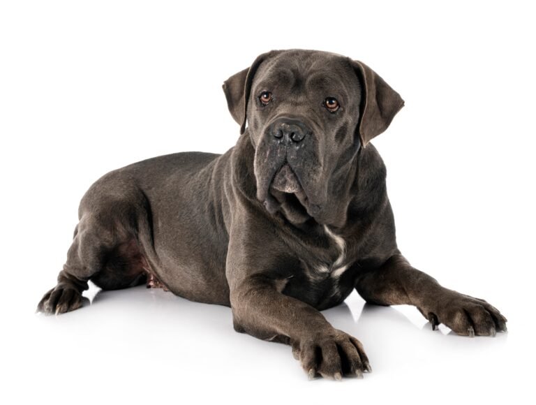 Cane Corso 1