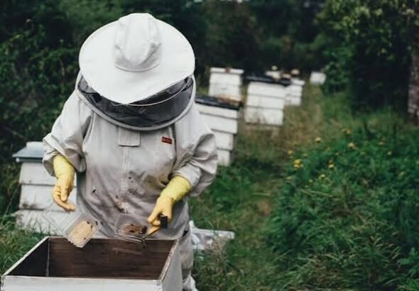 beekeeping15