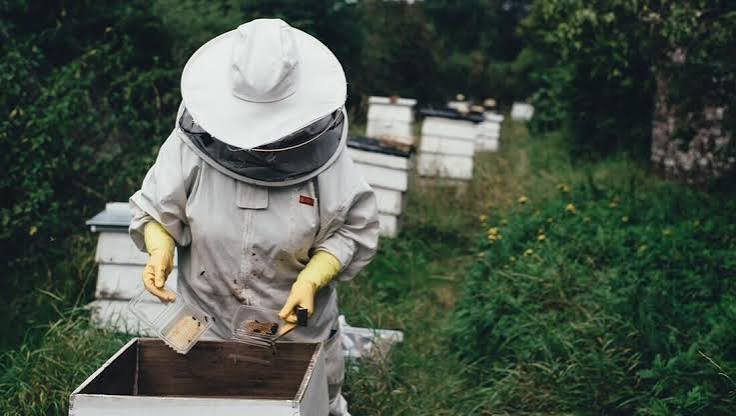 beekeeping15